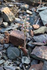 Lachenalia bolusii
