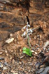 Lachenalia bolusii