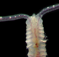 Pseudopolydora paucibranchiata