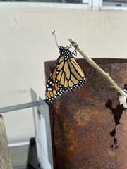 Danaus plexippus
