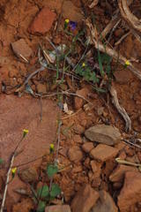 Diascia parviflora