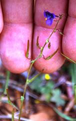 Diascia parviflora
