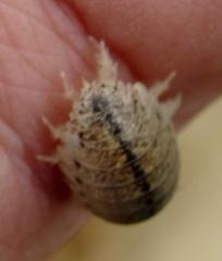 Alloniscus marinus