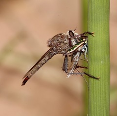 Ellipsoptera marutha