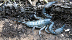 Hadogenes soutpansbergensis