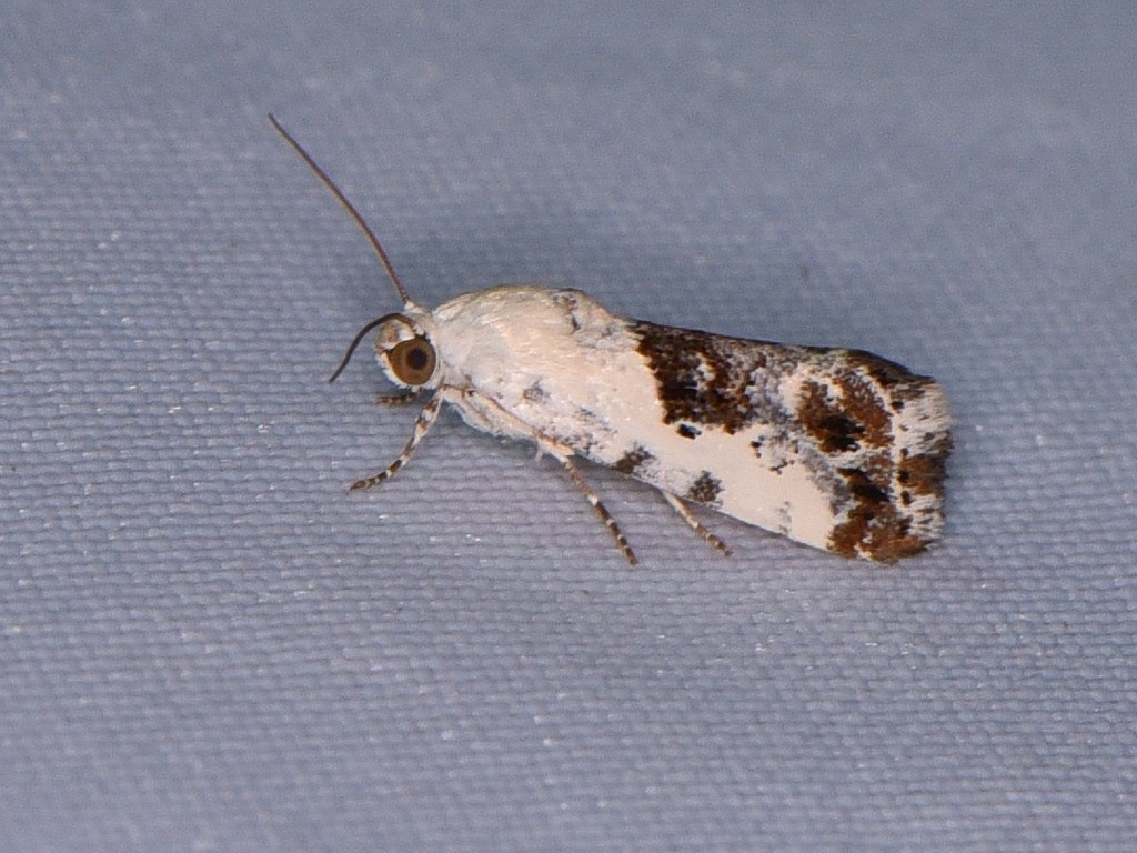 One-spotted Bird-dropping Moth