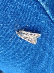 Euxoa auxiliaris