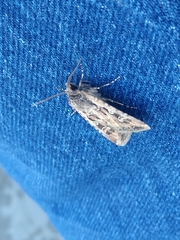 Euxoa auxiliaris