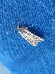 Euxoa auxiliaris
