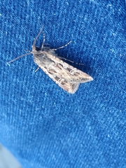 Euxoa auxiliaris