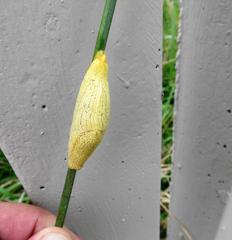 Elisolimax flavescens