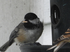 Poecile atricapillus