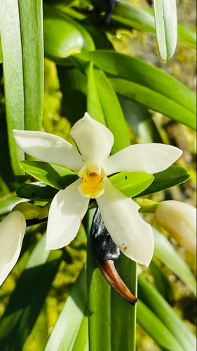 Maxillaria camaridii image