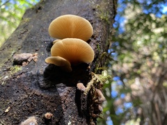 Crepidotus praecipuus
