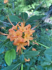 Rhododendron cumberlandense