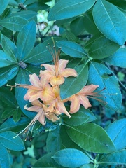 Rhododendron cumberlandense