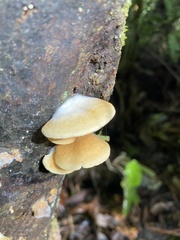 Crepidotus praecipuus