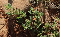 Tetragonia microptera