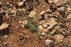 Tetragonia microptera