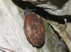 Aegopis italicus
