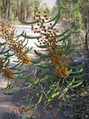Acacia gladiiformis