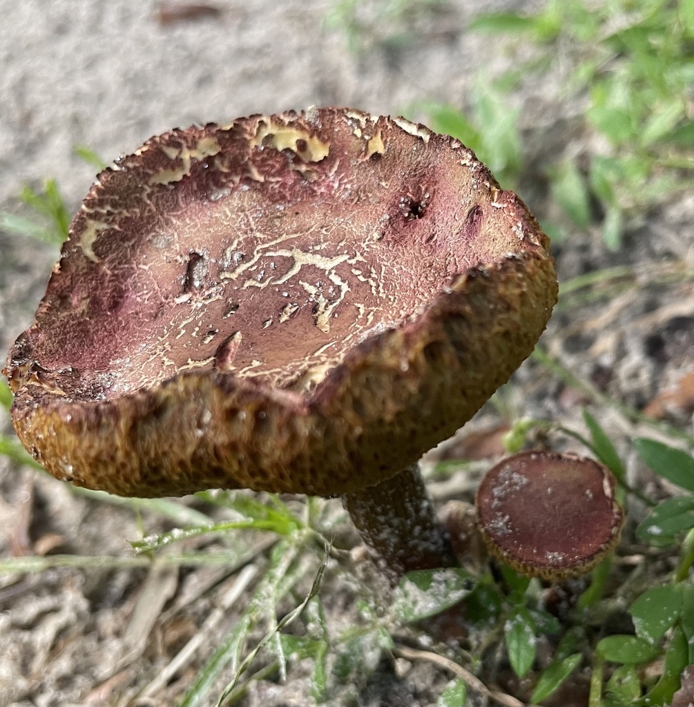 boletes from Thonotosassa, FL, US on September 15, 2021 at 0611 PM by