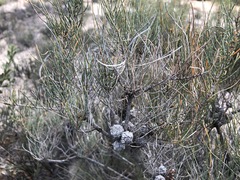 Allocasuarina pusilla