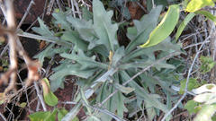 Kleinia fulgens