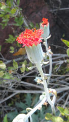 Kleinia fulgens