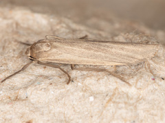 Crambidia dusca