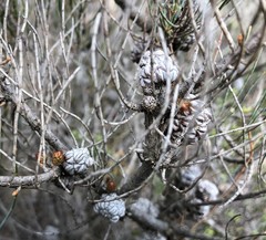 Allocasuarina pusilla