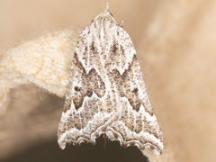 Plataea personaria