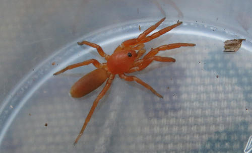 Caponiidae