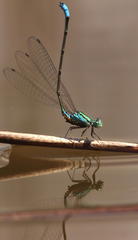 Pseudagrion coeleste umsingaziense