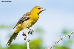 Icterus pustulatus graysonii