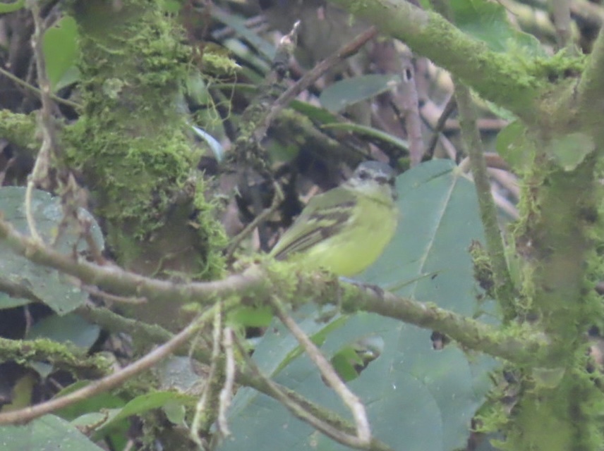 Ecuadorian Tyrannulet (Phylloscartes gualaquizae), photo 2