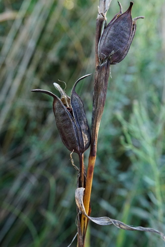 Image of Iris spuria by (c) Patrick Hacker, some rights reserved (CC BY)