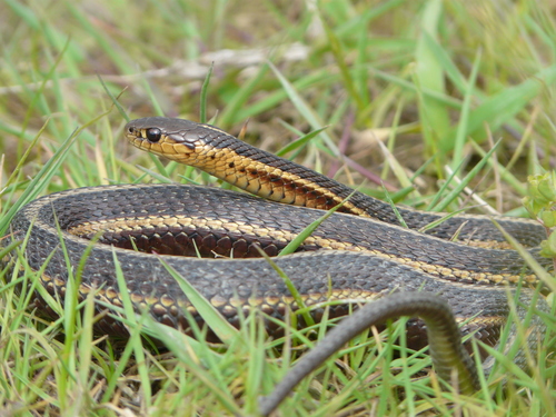 Thamnophis butleri