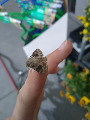 Hecatera dysodea
