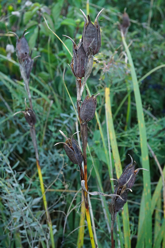 Image of Iris spuria by (c) Patrick Hacker, some rights reserved (CC BY)