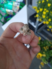Hecatera dysodea