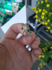 Hecatera dysodea