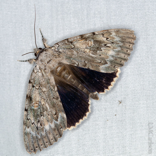 Robinson's Underwing photo 3