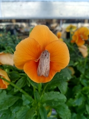 Caradrina clavipalpis