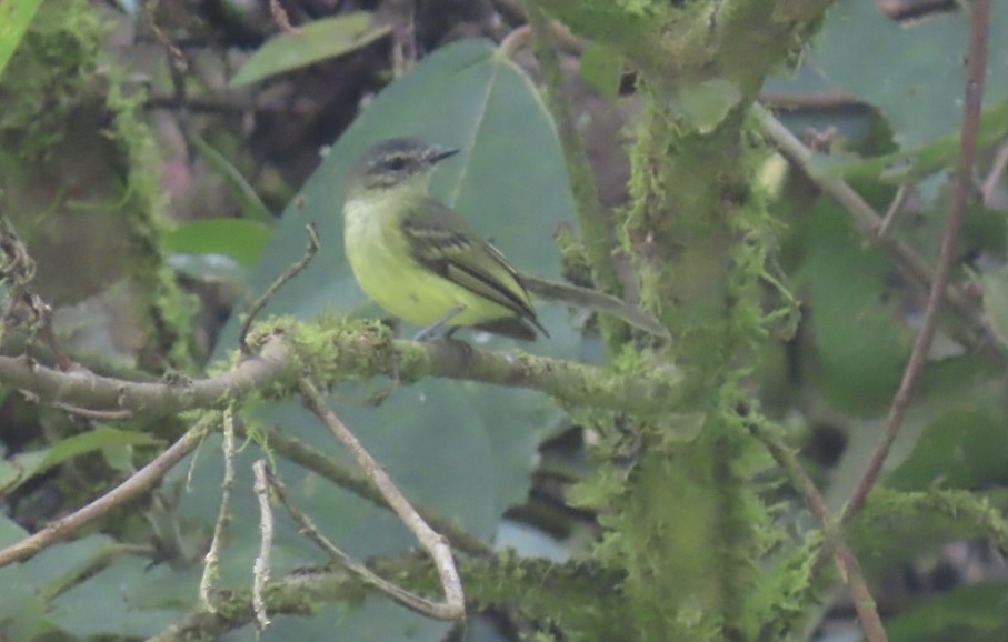 Ecuadorian Tyrannulet (Phylloscartes gualaquizae), photo 3