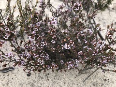 Rinzia ericaea