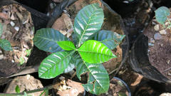 Entandrophragma caudatum