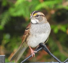 Zonotrichia albicollis