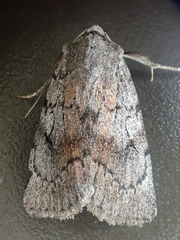 Setagrotis pallidicollis