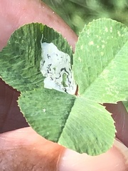 Liriomyza fricki